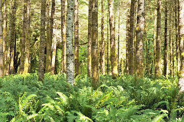 Image showing Red Alders and ferns, Quinault rainforest, Olympic National Park