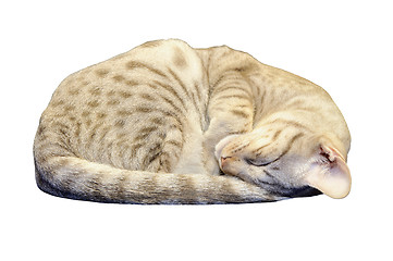 Image showing Ocicat Kitten Sleeping with clipping path