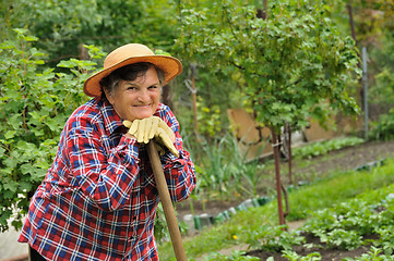 Image showing Senior woman gardening