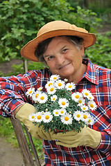 Image showing Senior woman gardening