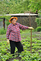 Image showing Senior woman gardening