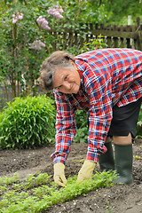 Image showing Senior woman gardening