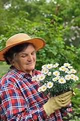 Image showing Senior woman gardening