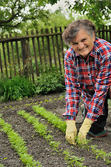 Image showing Senior woman gardening