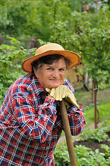 Image showing Senior woman gardening