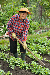 Image showing Senior woman gardening