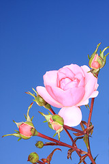 Image showing pink rose