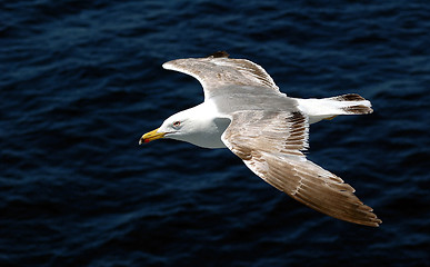 Image showing Sea gull