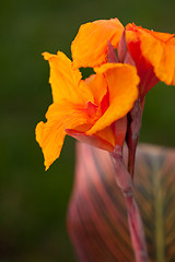 Image showing Radiant Canna Lily