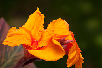 Image showing Radiant Canna Lily