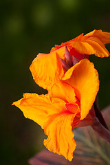Image showing Radiant Canna Lily
