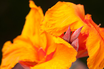 Image showing Radiant Canna Lily