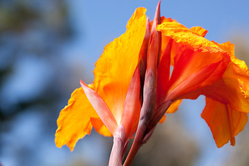 Image showing Radiant Canna Lily