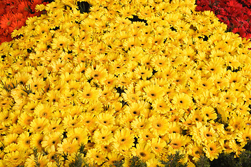 Image showing Yellow Gerberas