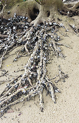 Image showing Mangroves