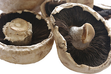 Image showing Mushrooms