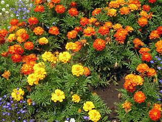 Image showing clumb FlOwErS