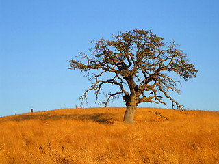 Image showing Single Tree