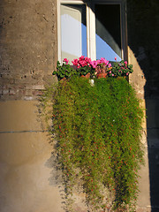 Image showing Flowers at the Window,Siena, Tuscany, Italy