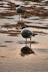 Image showing Seagulls in South Padre Island, Texas