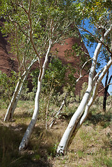 Image showing Australian Outback, Northern Territory, Australia