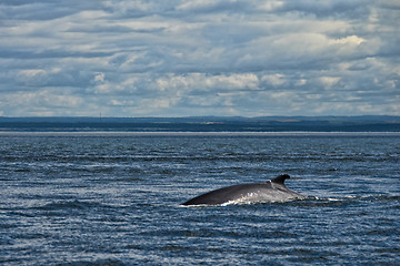 Image showing Whale Search, Tadoussac, Canada