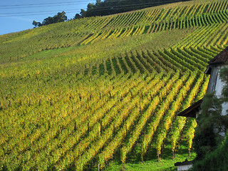 Image showing Field near Strasbourg, France, 2006