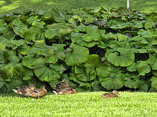 Image showing Giant Leaves, Odense, Denmark, August 2006