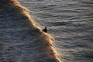 Image showing Surfer in Galveston, Texas, 2008