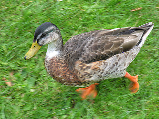 Image showing Duck in Odense, Denmark, August 2006