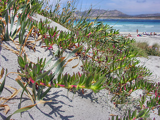 Image showing Sardinia Coast in summer, Italy