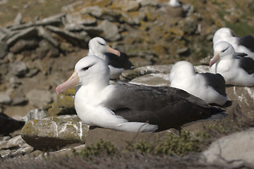 Image showing Black-browed albatross (Diomedea melanophris)