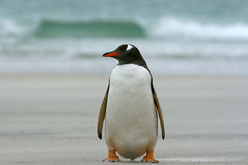 Image showing Gentoo penguin (Pygoscelis papua)