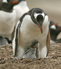 Image showing Gentoo penguins (Pygoscelis papua)