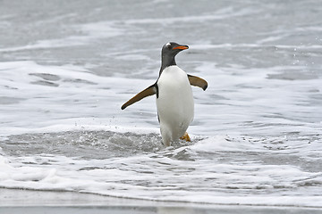 Image showing Gentoo penguin (Pygoscelis papua)