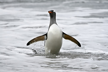 Image showing Gentoo penguin (Pygoscelis papua)