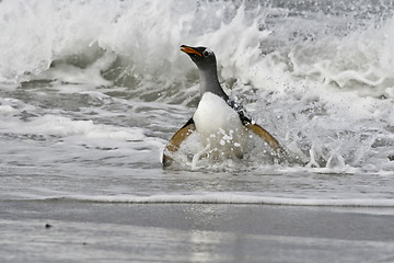 Image showing Gentoo penguin (Pygoscelis papua)