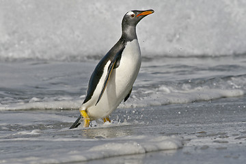 Image showing Gentoo penguin (Pygoscelis papua)