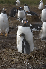 Image showing Gentoo penguins (Pygoscelis papua)