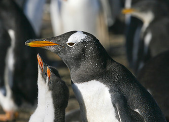 Image showing Gentoo penguins (Pygoscelis papua)