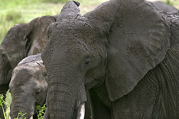 Image showing Elephant  (Loxodonta africana)