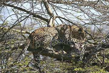 Image showing Leopard (Panthera pardus)