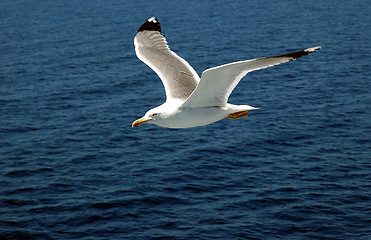Image showing Sea gull