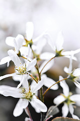 Image showing Gentle white spring flowers