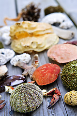 Image showing Sea treasures