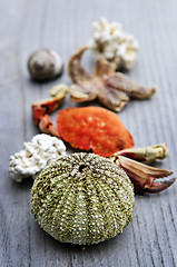 Image showing Sea treasures