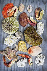 Image showing Sea treasures