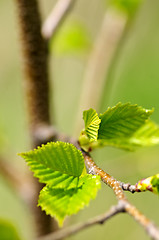 Image showing Green spring leaves