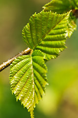 Image showing Green spring leaves