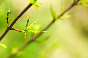 Image showing Green spring leaves